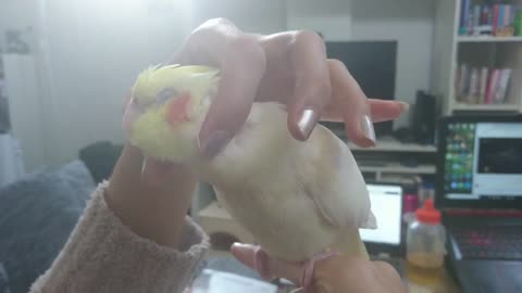 Parakeets that like to be stroked