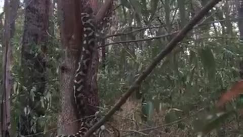 Carpet Python Scaling a Tree