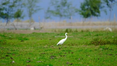 Wild Birds of The Philippines