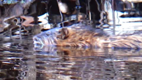 North American River Otter