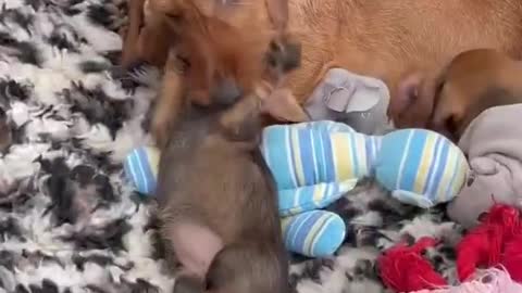 New Born Baby Play With Moms #shorts #dog #puppy #javrun#short