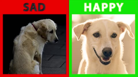 🐕 Is Your Dog Happy Or Sad? Top Signs For You To Find Out.