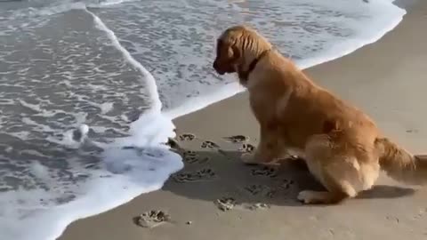 Dog playing on the beach. the ball. sand. plank. Fun too.