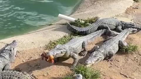 Cruel Farmer Feeds Live Chicken To Crocodiles