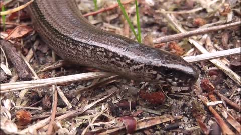 A Snake Crawling In The Ground