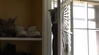 Fat cat fail climb window