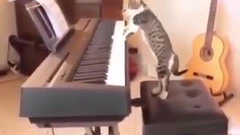 Cat Plays PIANO