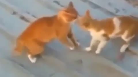 super funny cats Fight videos 2021