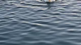 Duck Quacks Up Laughing