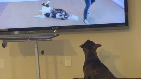My Dog Watching Dog Training Video