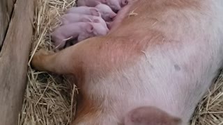 2021 nursing yorkshire pigs