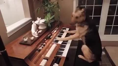 DOG PLAYING PIANO Wolfgang Amadeus Dogzart ☽