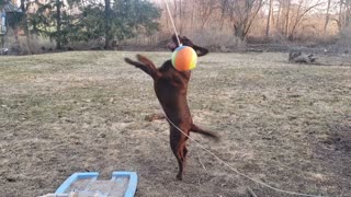 Dog Jumping at Tetherball