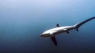 Diver take Moments with thresher sharks