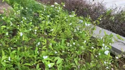 Plants and flowers