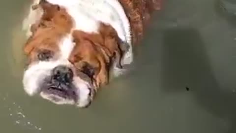 Brown dog swimming in river