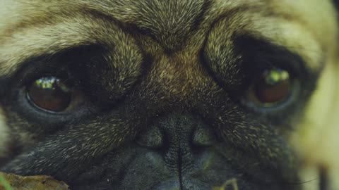 Extreme Close-up Of A Pug Dog Face