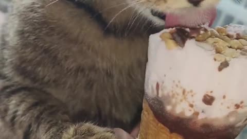 The right way for kittens to eat ice cream