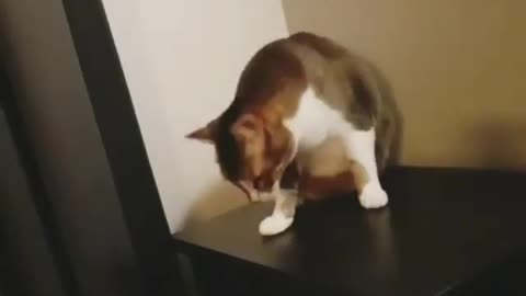 Cat testing Gravity 🤣🐈