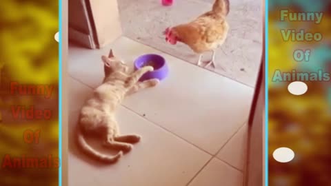 Cat vs Chicken 2022 | The Chicken & Cat