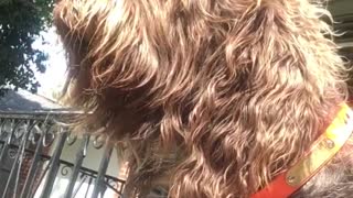 Brown dog howling to sirens while on porch