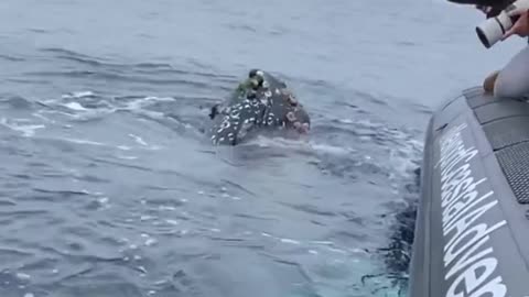 “Flip” the Humpback came to say hi #whale #scream #mugged #oceanbling newportwhales #giant #babytalk