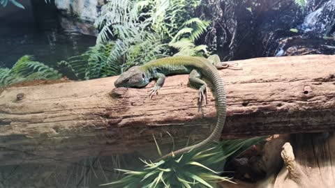 Small lizard relaxing on a big tree. Reptile leisure and relax