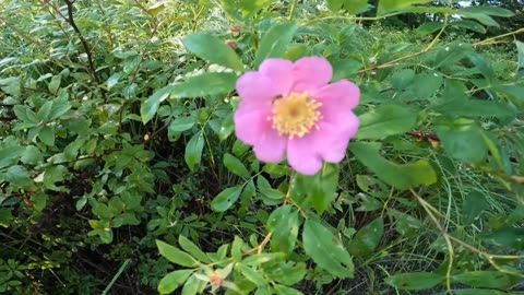 Swamp Rose