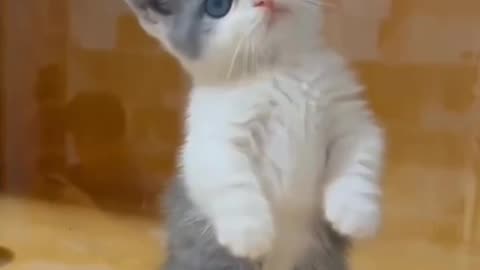 Cute Baby Cat Video 😍🐈