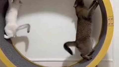 kitten playing with roller