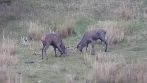 Stag playing few hundred meters from my house