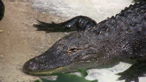 Close up of Alligator Head floating in water