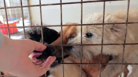 male hand petting caged stray dogs in pet shelter. People, Animals