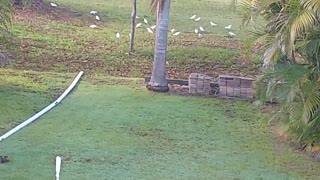 Army of cockatoo