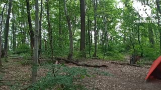 Incoming storm in the Gospel Woods