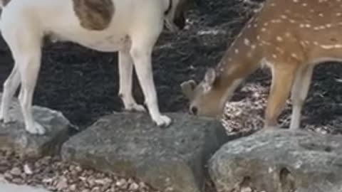 Rescued dog and fawn have become best friends