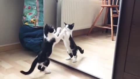 Funny Cat And mirror Video|Funny video|What's App Videos|30 Seconds Status Video|