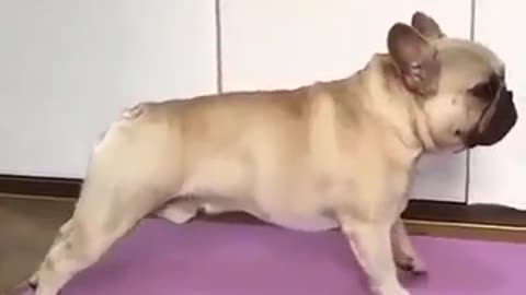 Pitbull Dog Best Yoga Moves🤣😂