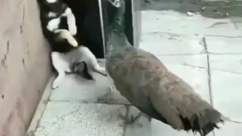 Funny Dog and the Cock Animals