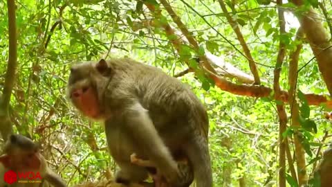 Awesome as a monkey gives Birth. Beauty about nature