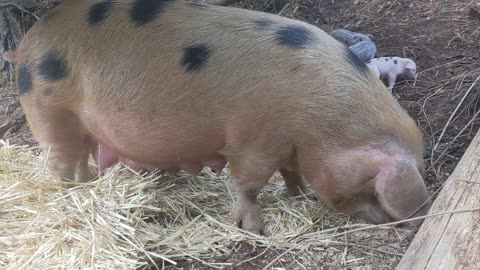 Preparing Bacon's Nest for the Rain