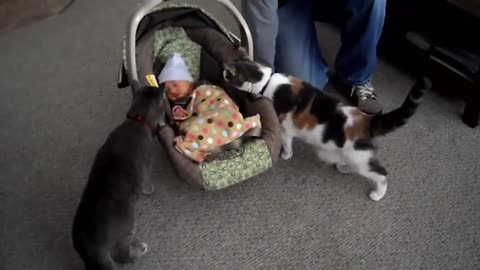 Cats Meeting Babies for the Very FIRST Time Compilation
