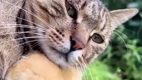 Amazing cat 🐈 trending video