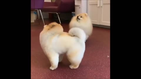 Fluffy Pomeranians Being Cute - Try not to AWW!