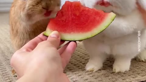 rabbits eating watermelon