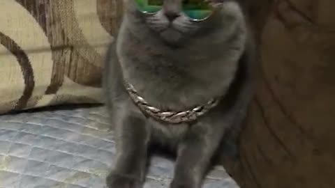 A cat with sunglasses and a necklace