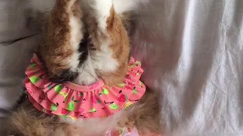 Cat wearing bikini loves playing with string