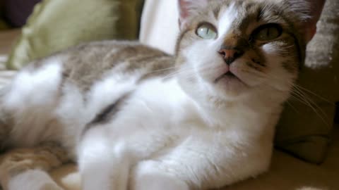 Beautiful healthy grey and white short haired pet cat lying down