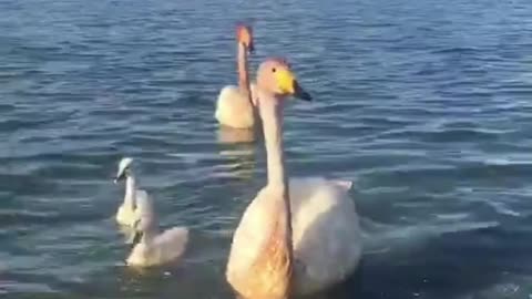 Four swans forage and play in the lake.