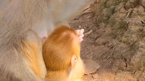 Baby monkey wants to eat mom's food